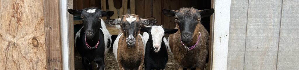 Four female goats stand in a barn door