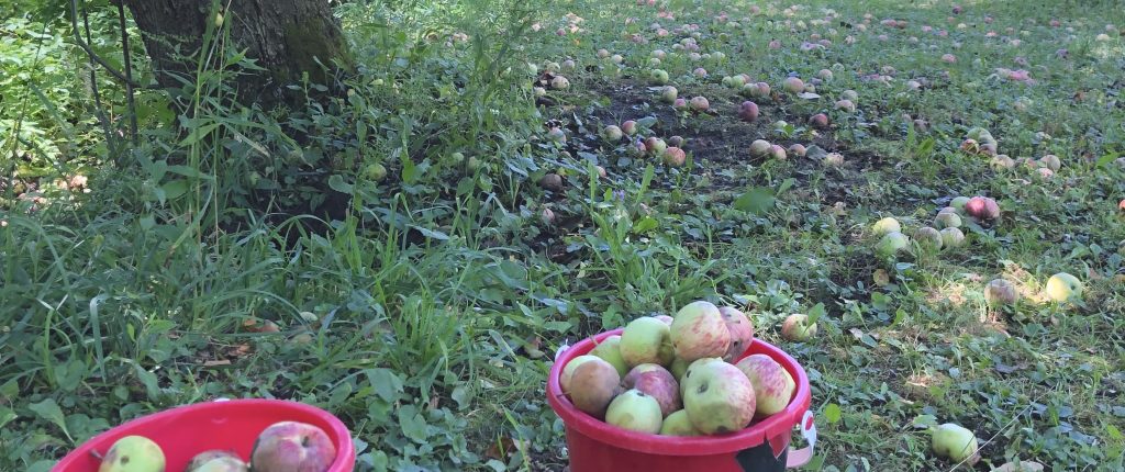 Crab apples on the ground and gathered in pails